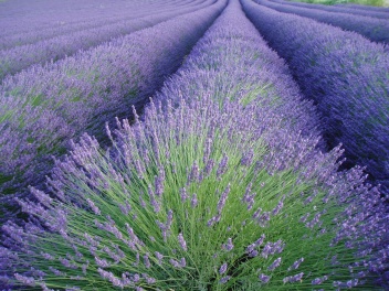 Lavendel